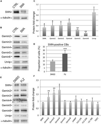 The Small-Molecule Flunarizine in Spinal Muscular Atrophy Patient Fibroblasts Impacts on the Gemin Components of the SMN Complex and TDP43, an RNA-Binding Protein Relevant to Motor Neuron Diseases